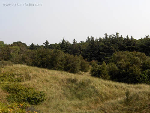 Borkum Greune Stee03